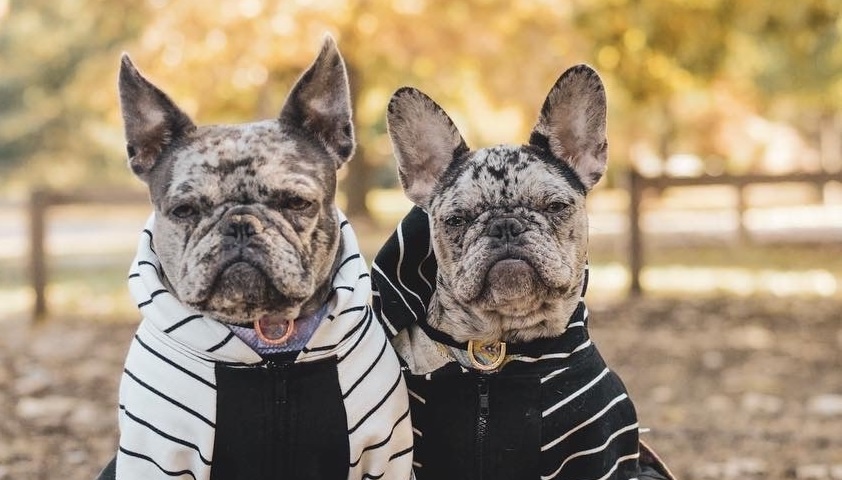  Apparel For Frenchie Dog: Myths And Facts