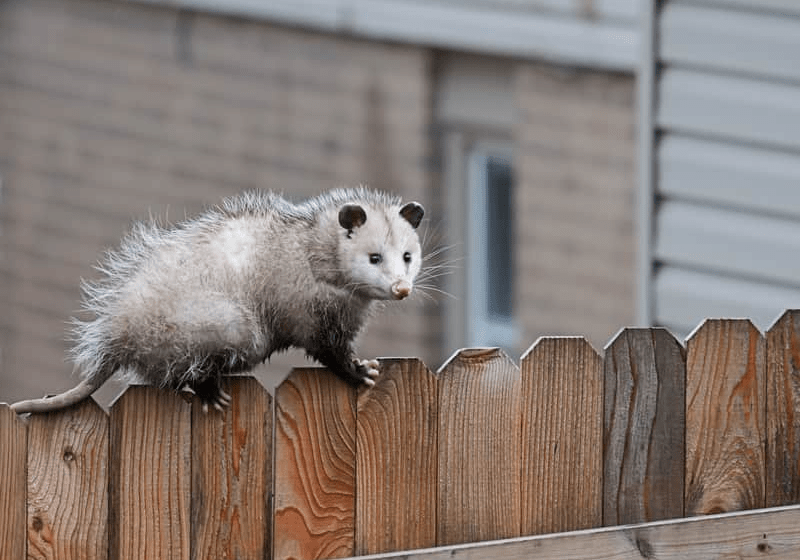  Opossums, Unwanted Guests At Home