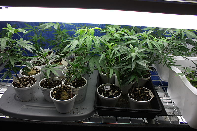  What Do You Do if the Humidifier in the Grow Room Breaks?
