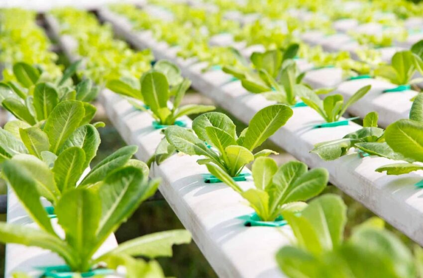  Things to know about the Hydroponics Equipment