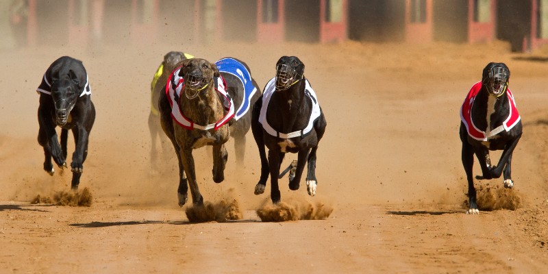 Greyhound racing odds