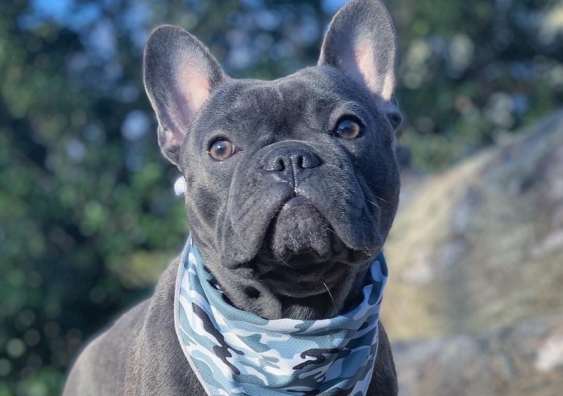 French bulldog activities and exercises: learn and keep him healthy