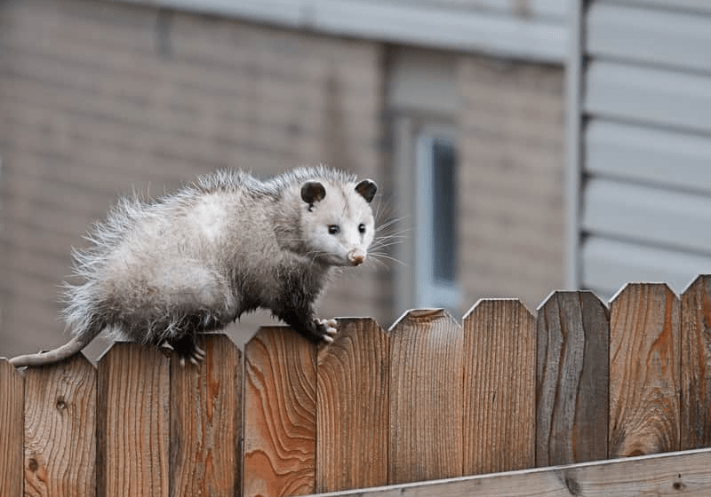 Opossums, Unwanted Guests At Home