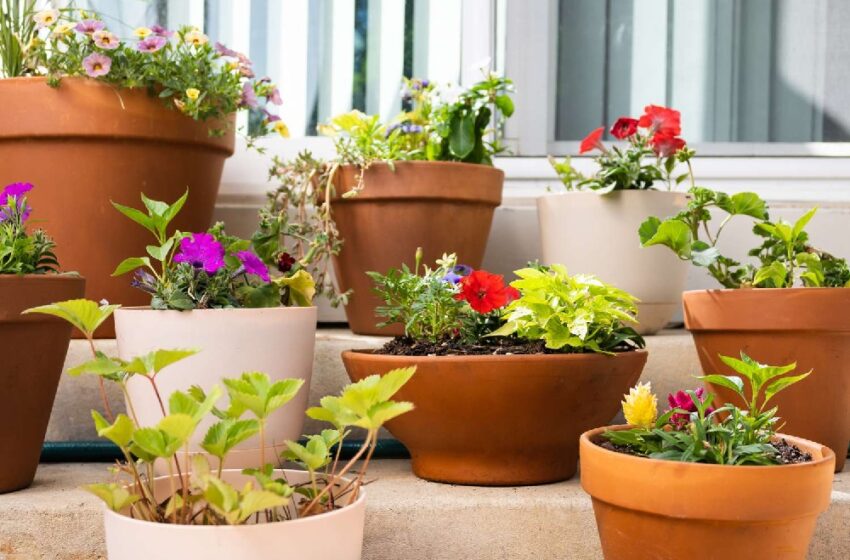  The Economical Gardener: Making the Most of Wholesale Nursery Pots