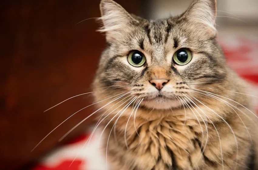  7 Reasons Animal Hospital Staff May Repeat A Physical Exam During The Same Day