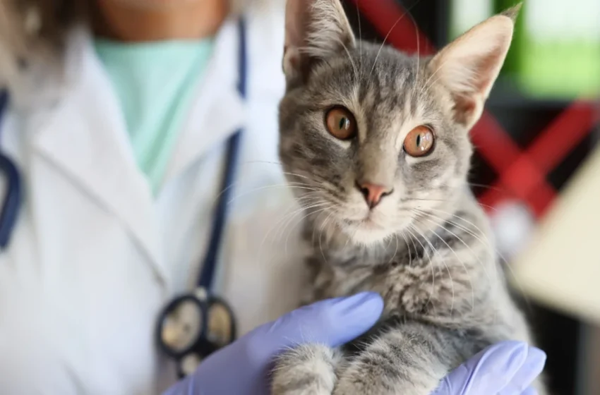  3 Signs Your Pet Needs An Immediate Animal Hospital Visit