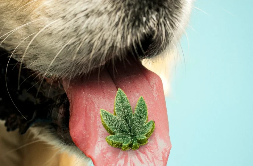  How to Read a CBD Label Before You Buy for Your Dog or Cat